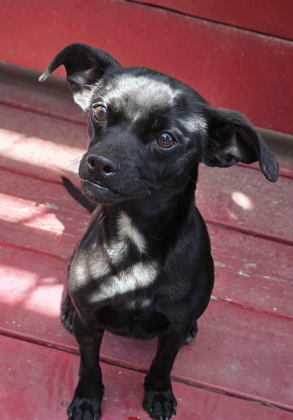 Enlarge Savii , an adopted mixed breed in Riverside, CA image 2/6