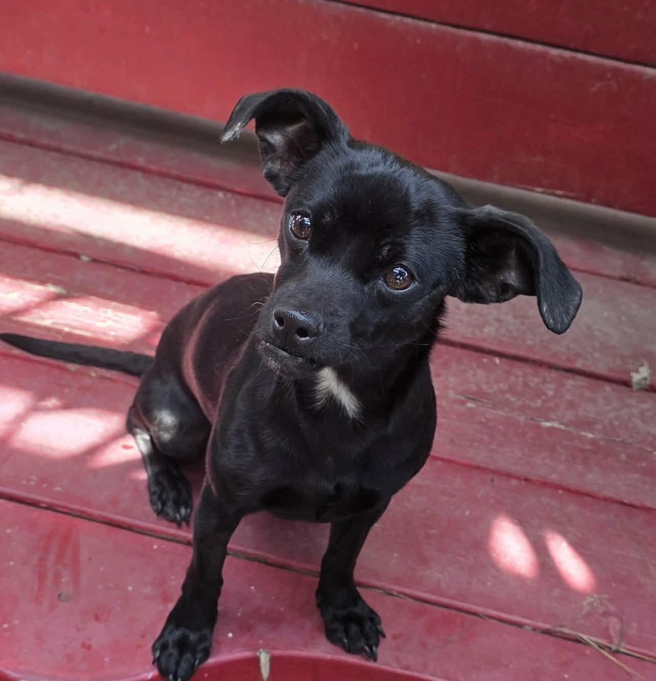 Enlarge Savii , an adopted mixed breed in Riverside, CA image 3/6