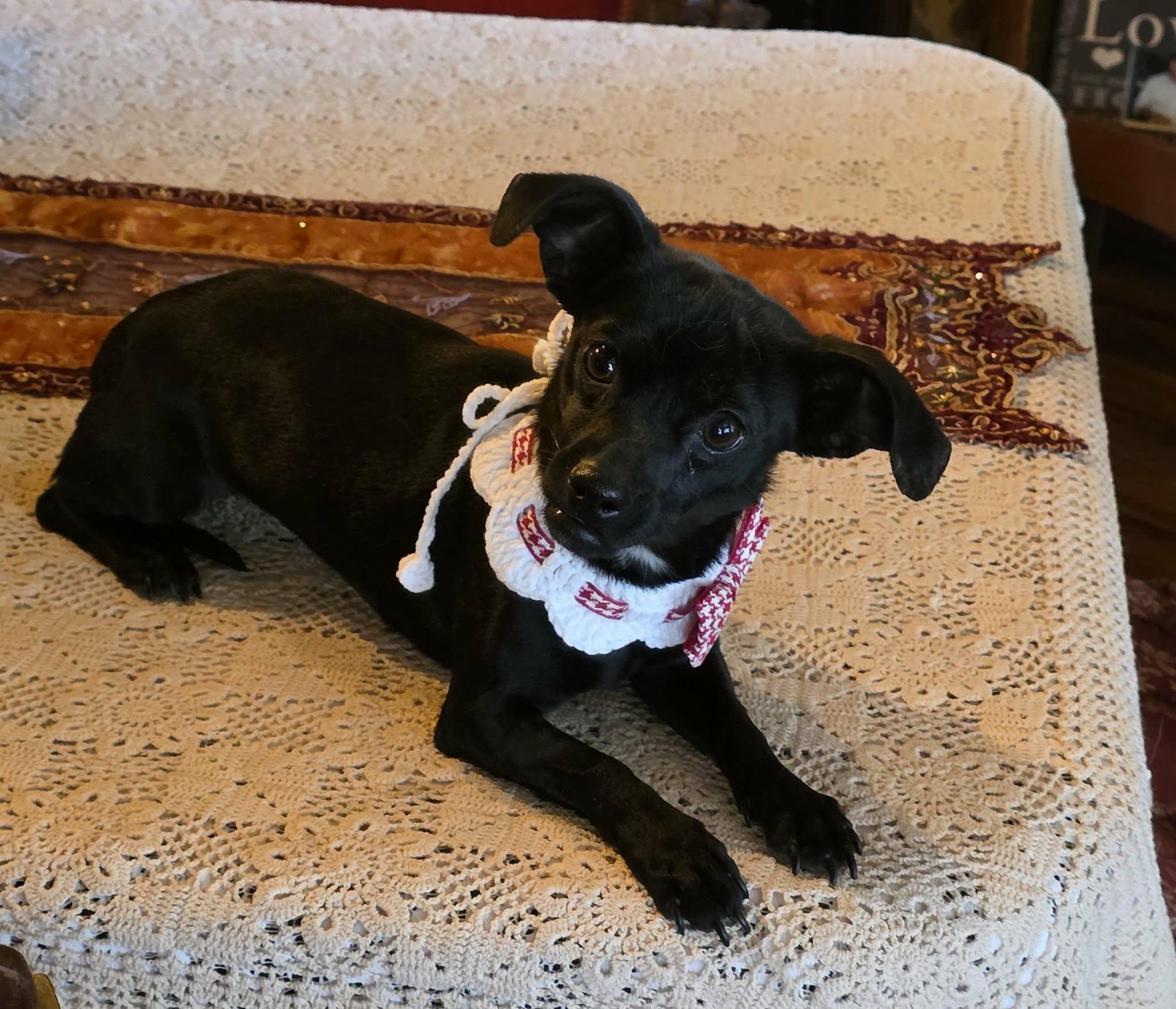 Enlarge Savii , an adopted mixed breed in Riverside, CA image 5/6