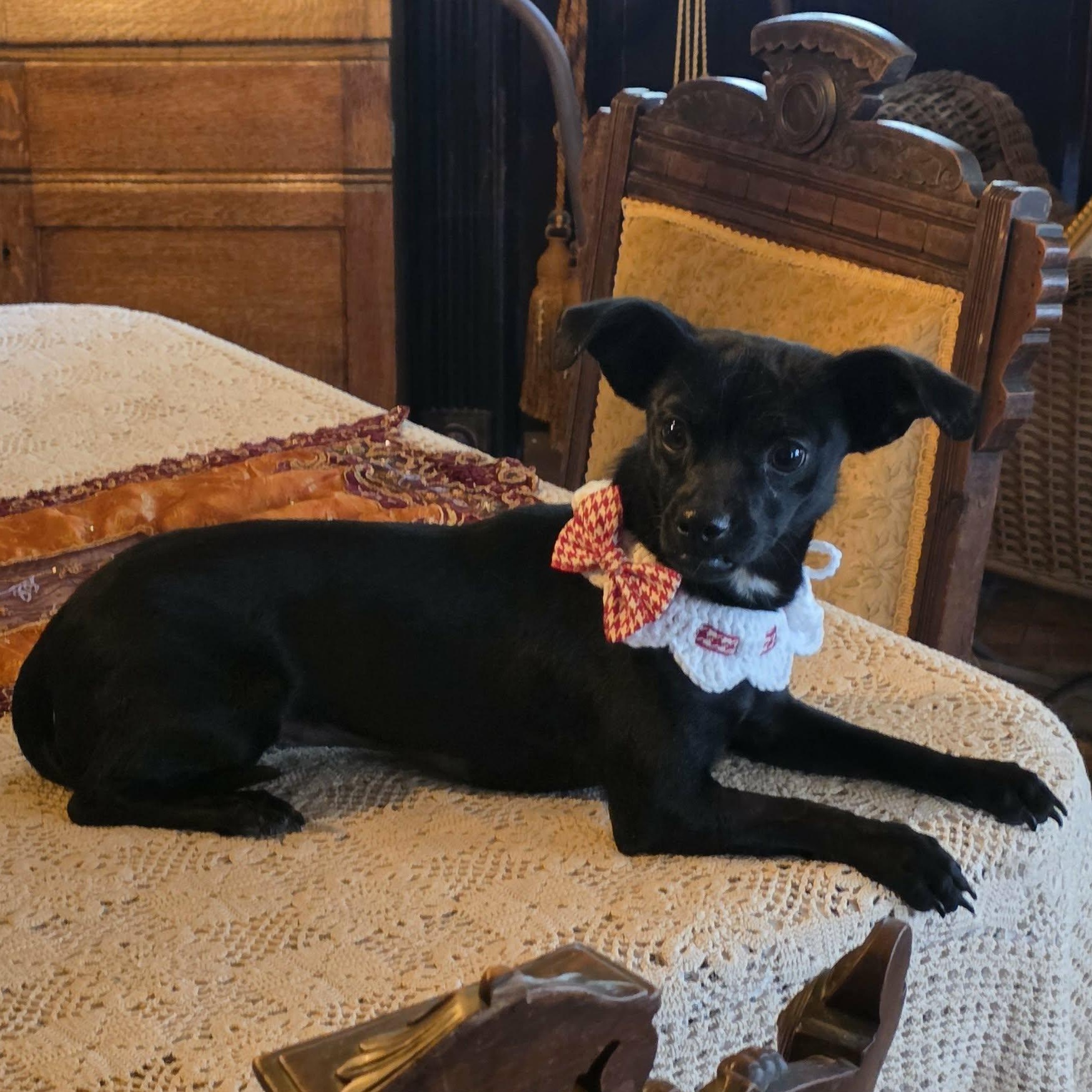 Enlarge Savii , an adopted mixed breed in Riverside, CA image 1/6