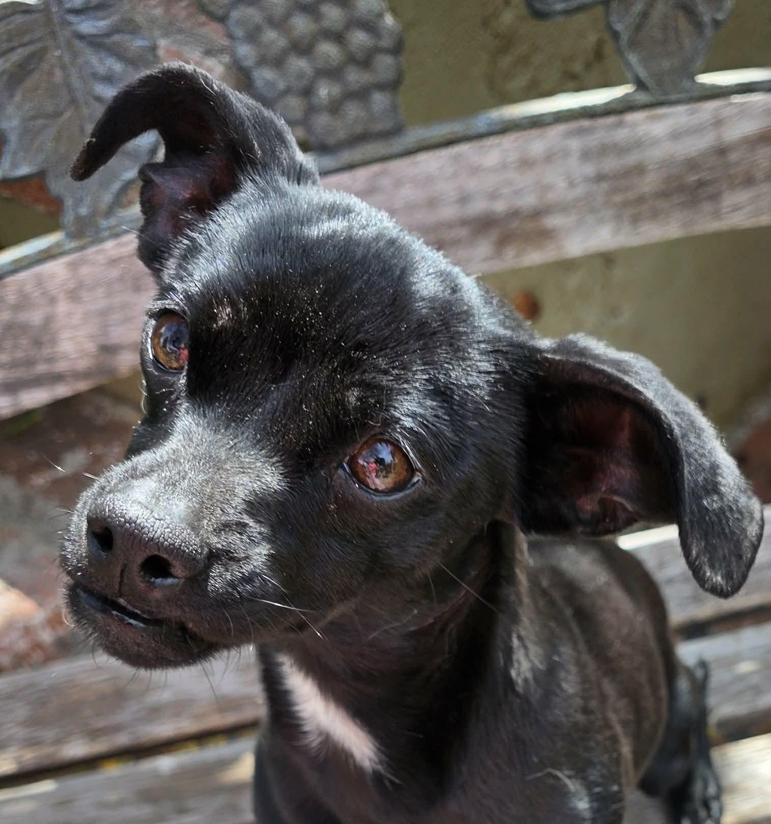 Enlarge Savii , an adopted mixed breed in Riverside, CA image 6/6