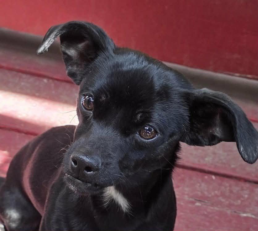 Enlarge Savii , an adopted mixed breed in Riverside, CA image 4/6