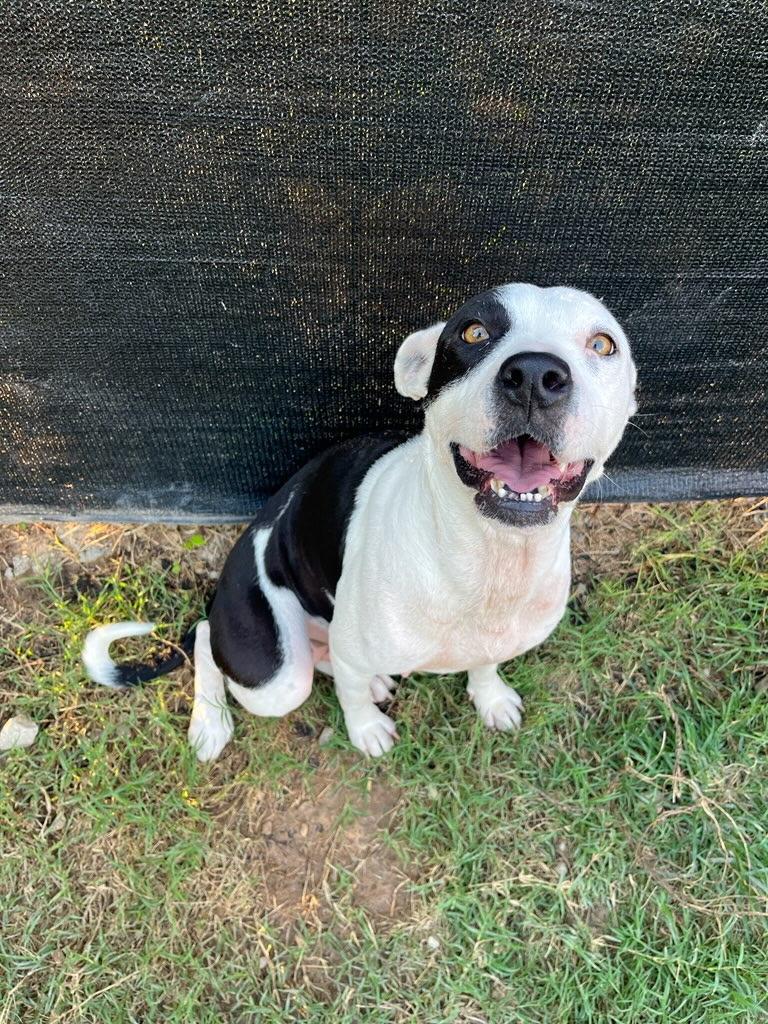 Lacey, Adoptable, Young Female American Staffordshire Terrier.
