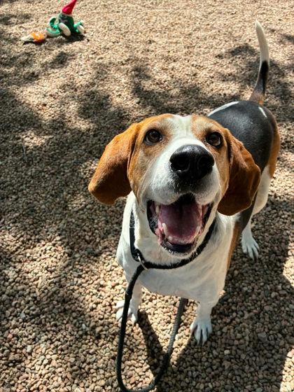 Enlarge Big Hank, a Adoptable American Foxhound in TULSA, OK image 1/2