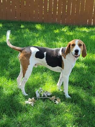 Enlarge Big Hank, a Adoptable American Foxhound in TULSA, OK image 2/2