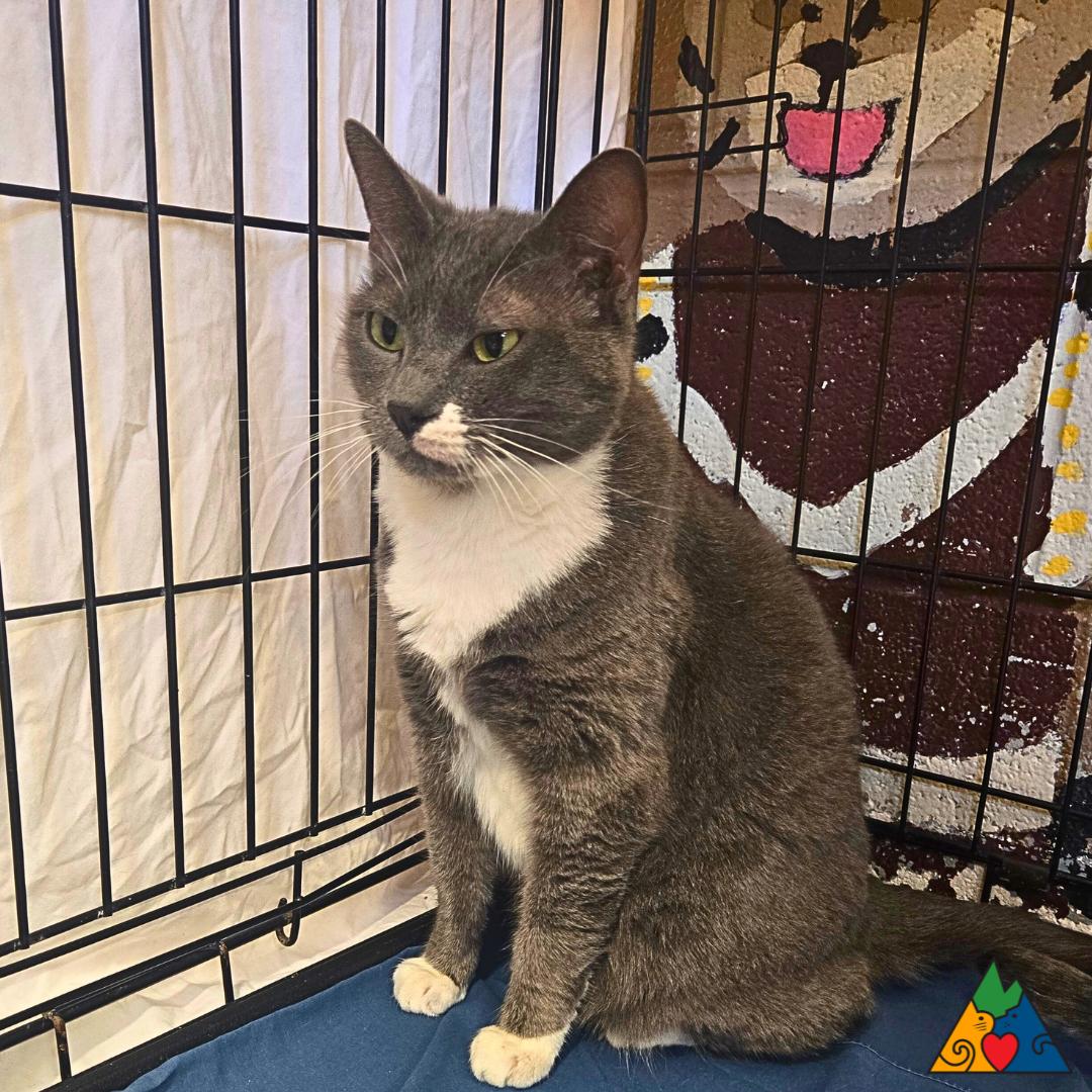 Enlarge Ashe, a Adoptable Domestic Short Hair in Douglas, WY image 1/2