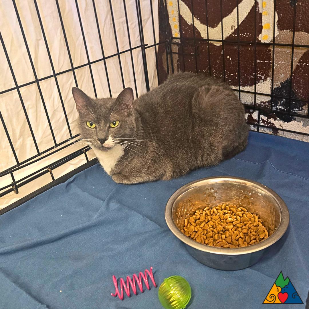 Ashe, an adoptable Domestic Short Hair in Douglas, WY, 82633 | Photo Image 1