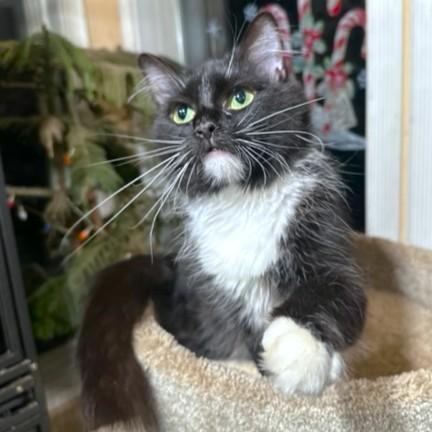 Magnificent Miley  Sweet thumbnail 4