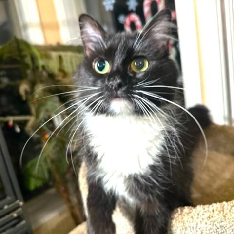 Magnificent Miley  Sweet thumbnail 5