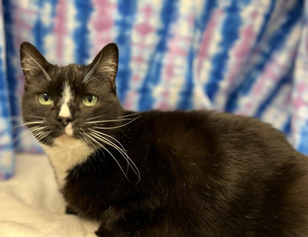 Enlarge Girl Scout Cookie, a Adoptable mixed breed in Raleigh, NC image 1/5