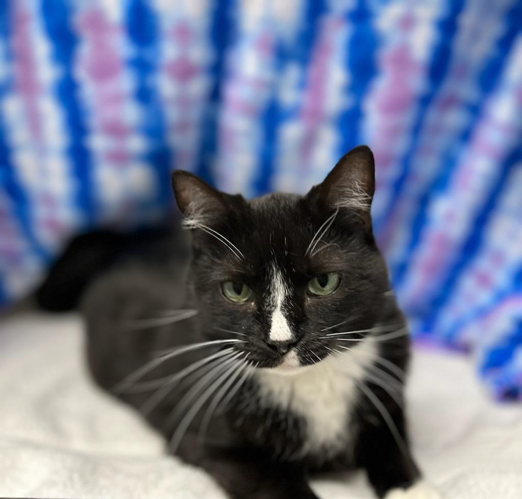 Enlarge Girl Scout Cookie, a Adoptable mixed breed in Raleigh, NC image 2/5