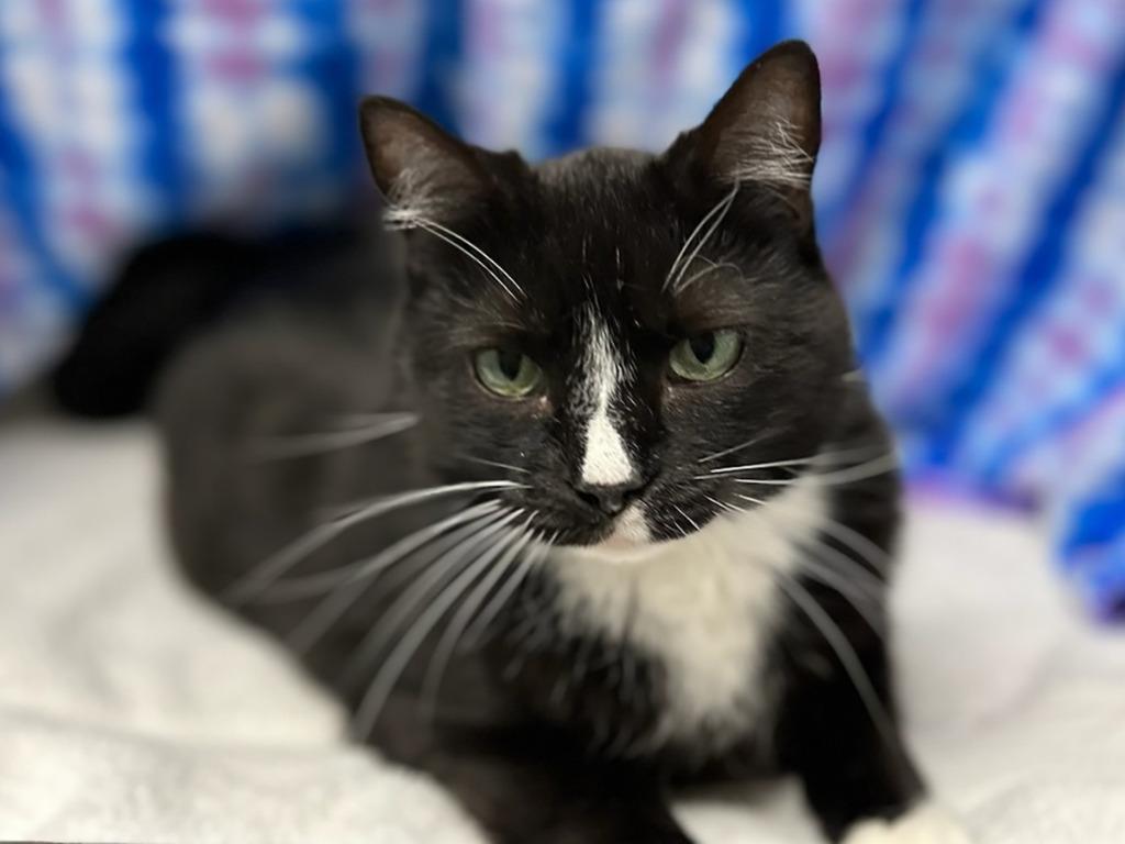 Enlarge Girl Scout Cookie, a Adoptable mixed breed in Raleigh, NC image 3/5