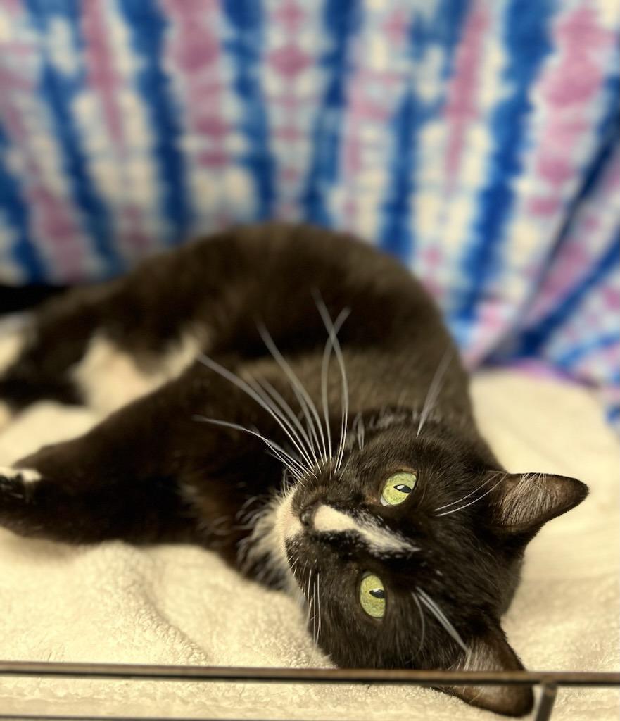 Enlarge Girl Scout Cookie, a Adoptable mixed breed in Raleigh, NC image 4/5