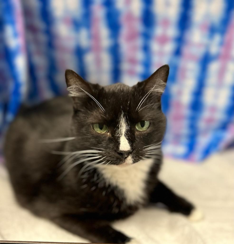 Enlarge Girl Scout Cookie, a Adoptable mixed breed in Raleigh, NC image 5/5