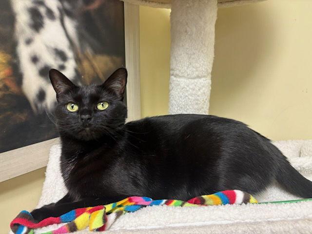 Ursa, Adoptable, Adult Female Domestic Short Hair.