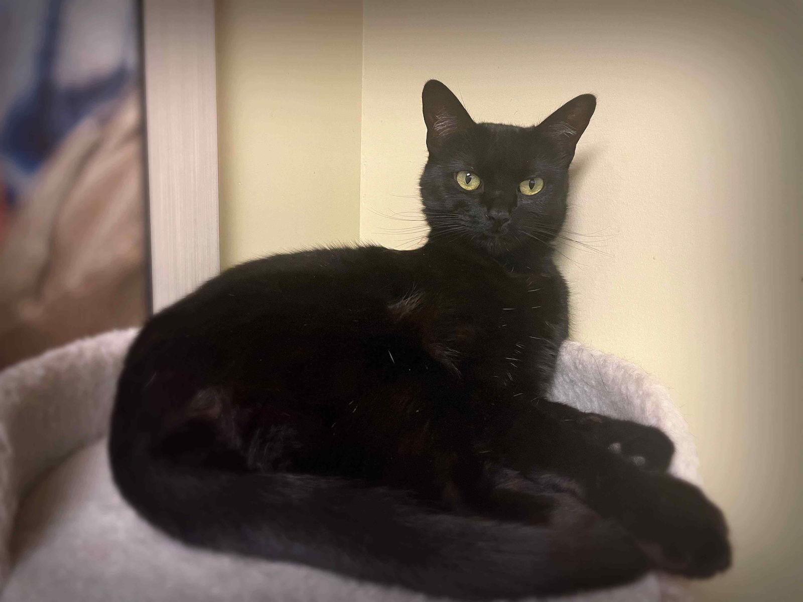 Enlarge Ursa, a Adoptable Domestic Short Hair in Mission Viejo, CA image 2/3