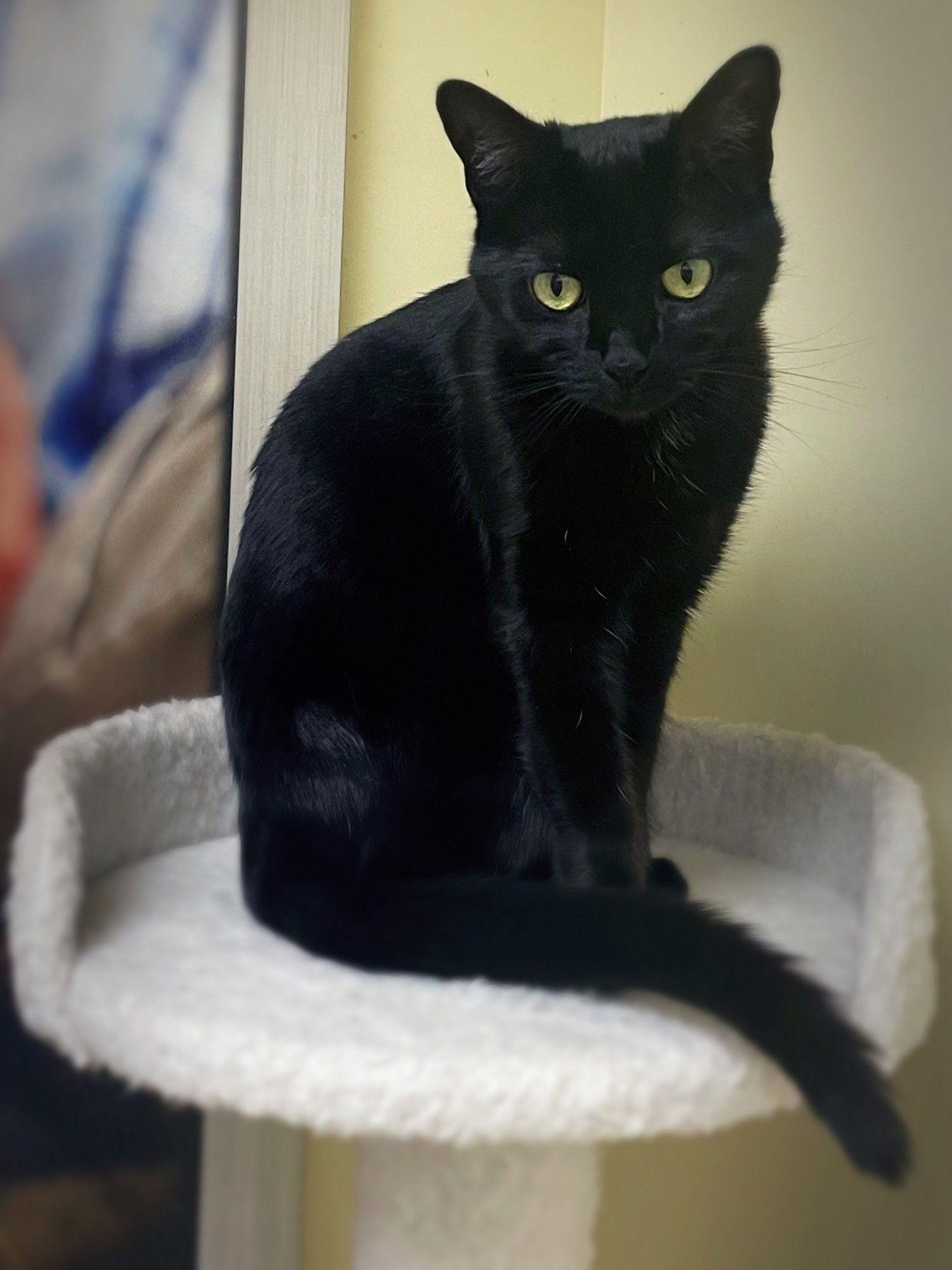 Enlarge Ursa, a Adoptable Domestic Short Hair in Mission Viejo, CA image 3/3