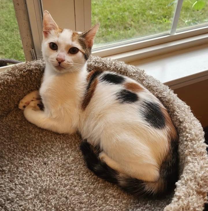 Toffee, a Adoptable mixed breed image 1/6