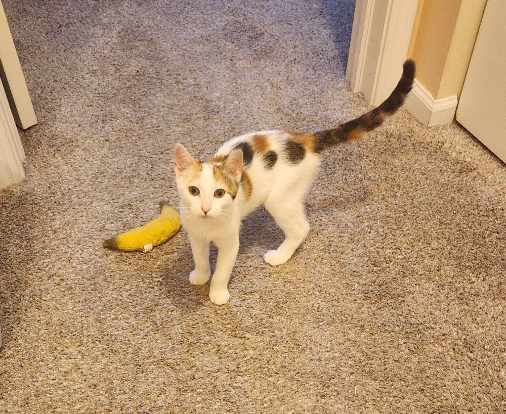 Toffee, a Adoptable mixed breed image 2/6