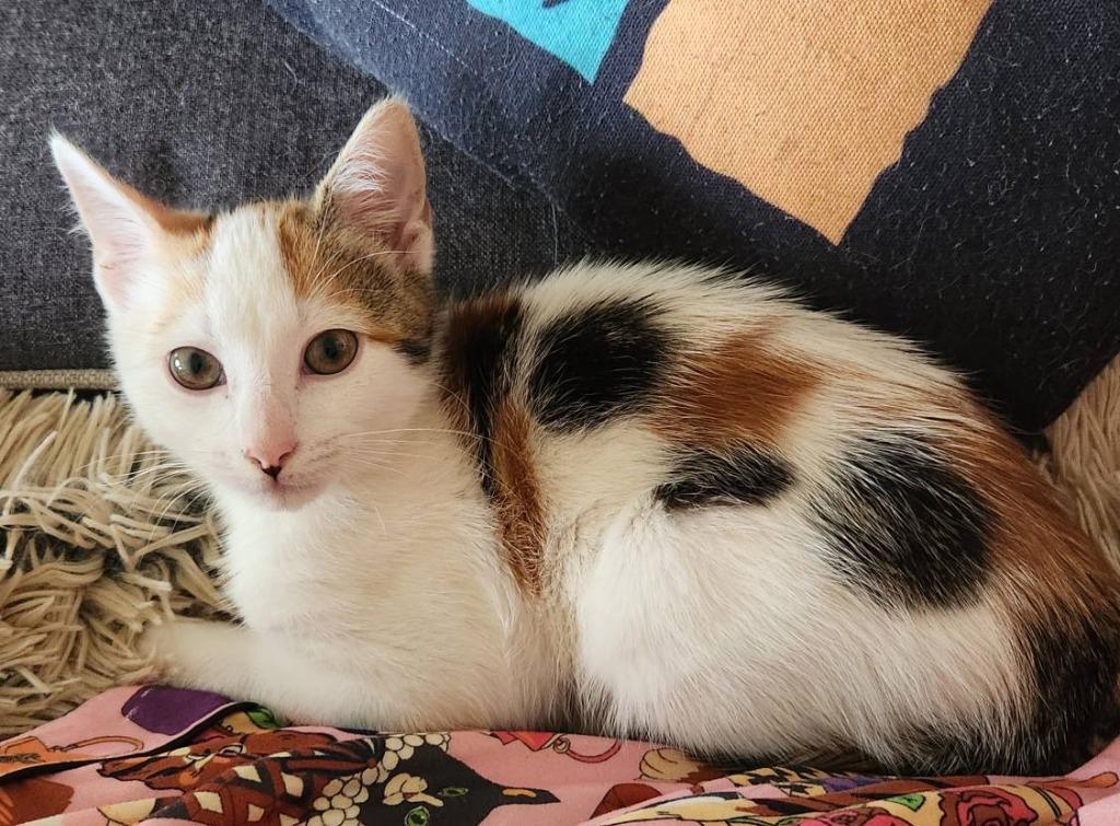 Toffee, a Adoptable mixed breed image 3/6