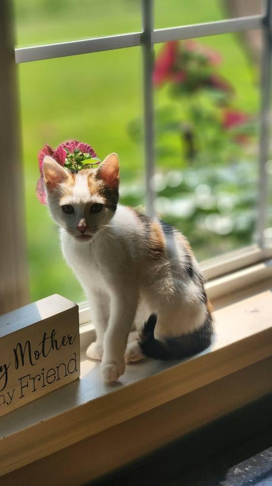 Toffee, a Adoptable mixed breed image 4/6