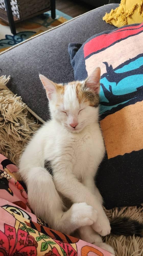 Toffee, a Adoptable mixed breed image 5/6