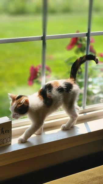 Toffee, a Adoptable mixed breed image 6/6