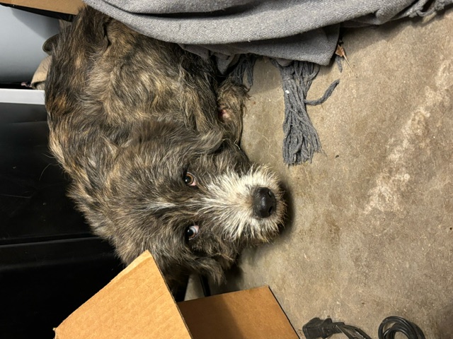 Blu, a Adopted Irish Wolfhound in Oregon, WI image 2/3