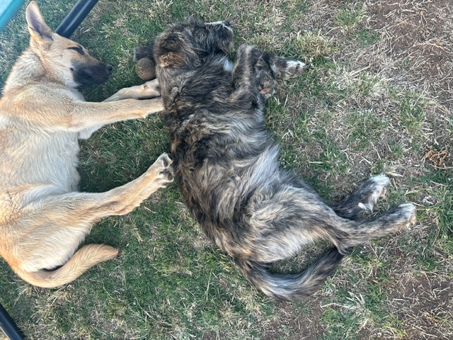 Blu, a Adopted Irish Wolfhound in Oregon, WI image 3/3