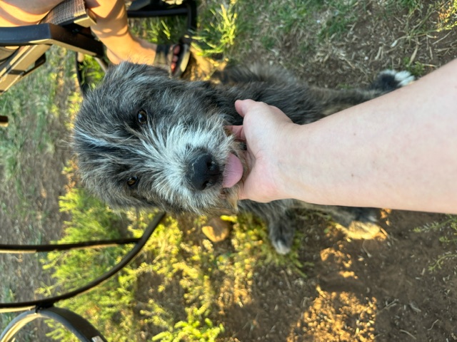 Blu, Adopted, Adult Male Irish Wolfhound.