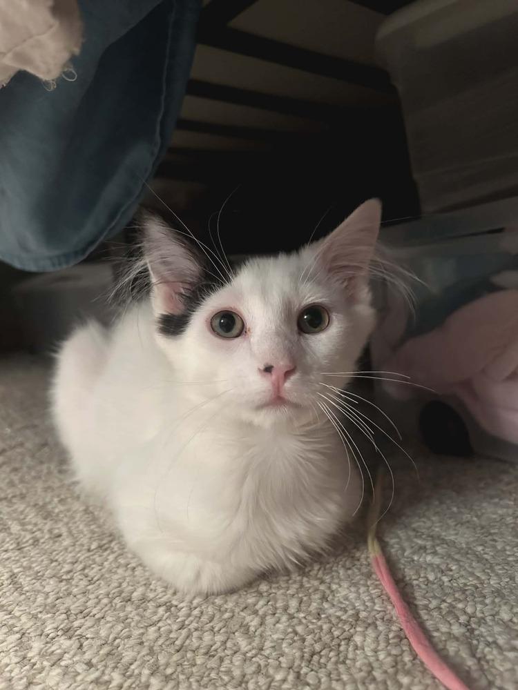 Gremlin, a Adoptable Domestic Medium Hair in Plymouth, MN image 2/6