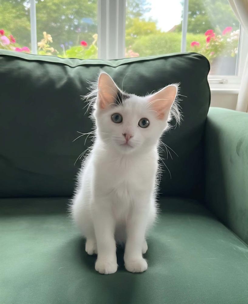 Gremlin, a Adoptable Domestic Medium Hair in Plymouth, MN image 3/6