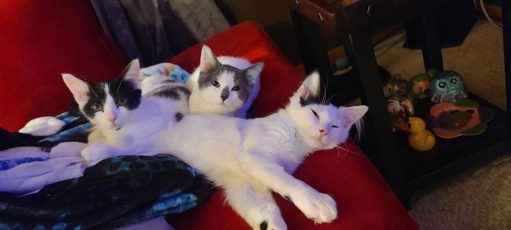 Gremlin, a Adoptable Domestic Medium Hair in Plymouth, MN image 4/6