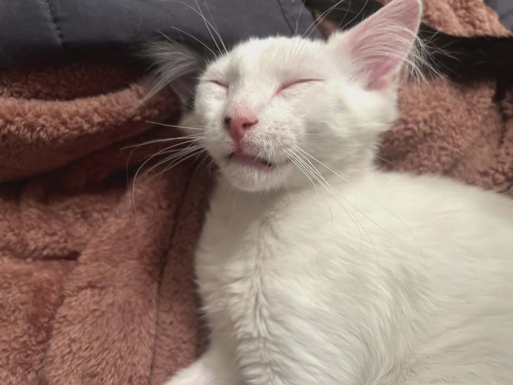 Gremlin, a Adoptable Domestic Medium Hair in Plymouth, MN image 6/6