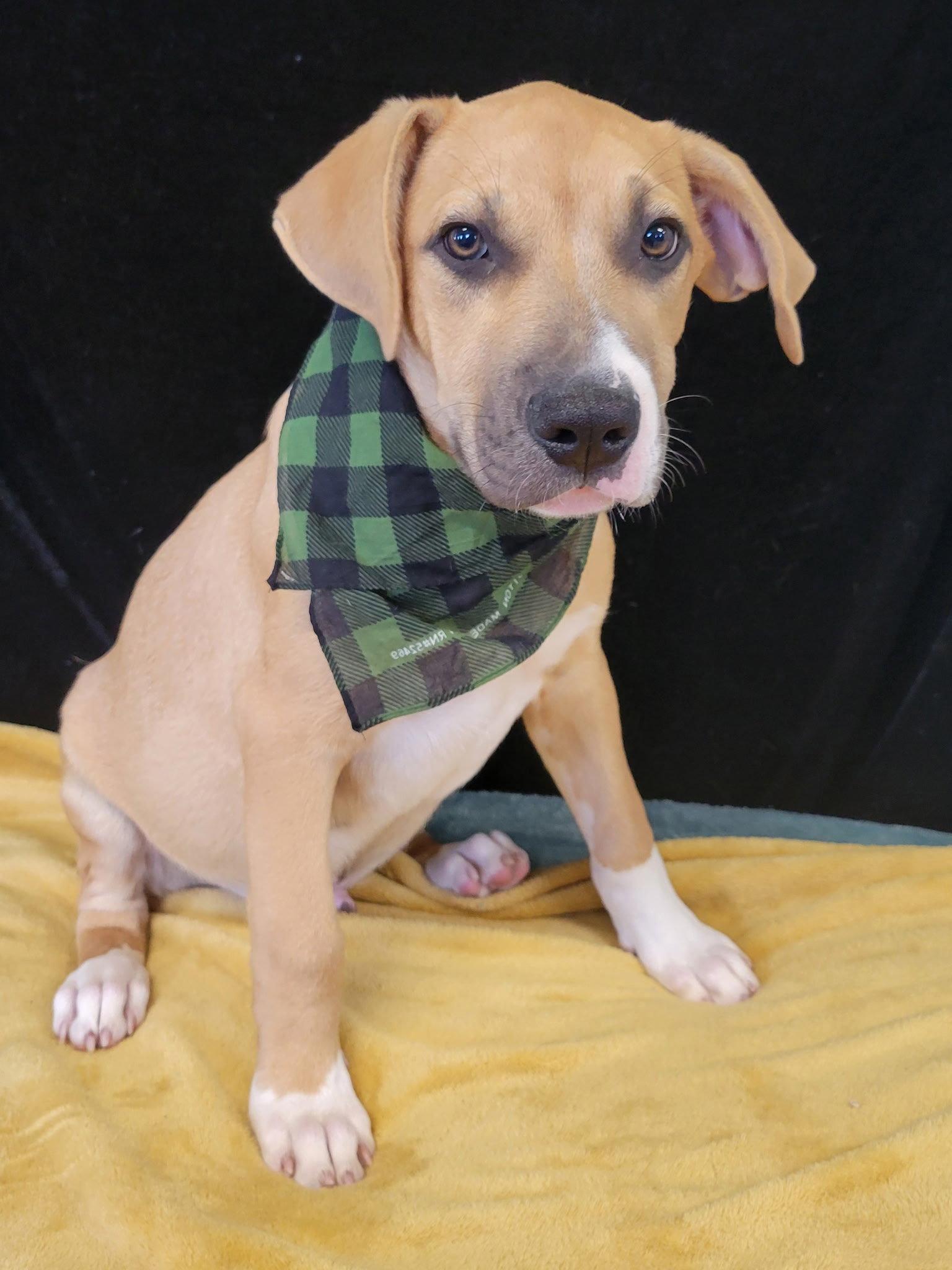 Enlarge Dinky, a Adoptable mixed breed in Mount Laurel, NJ image 2/3