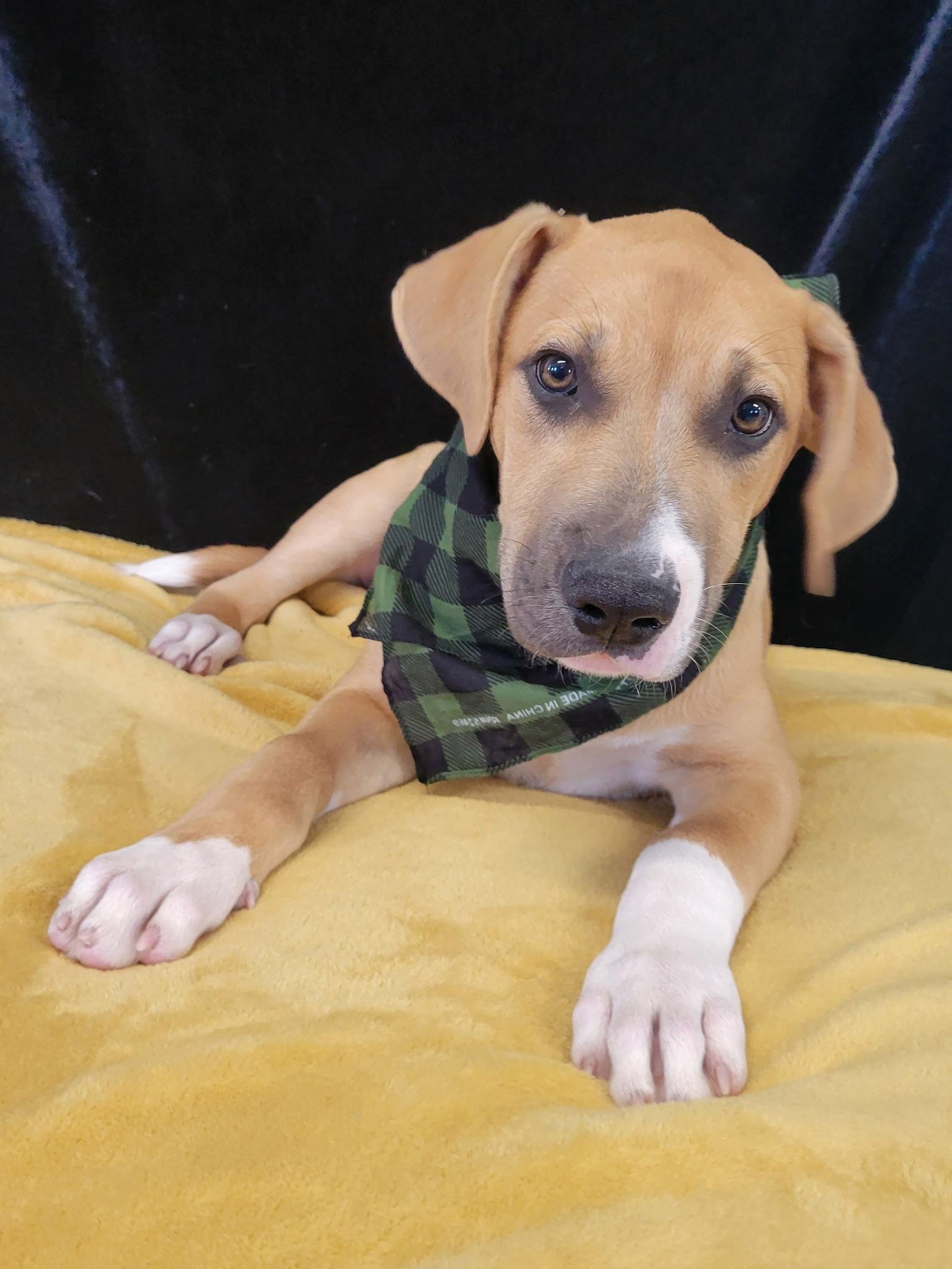Enlarge Dinky, a Adoptable mixed breed in Mount Laurel, NJ image 3/3