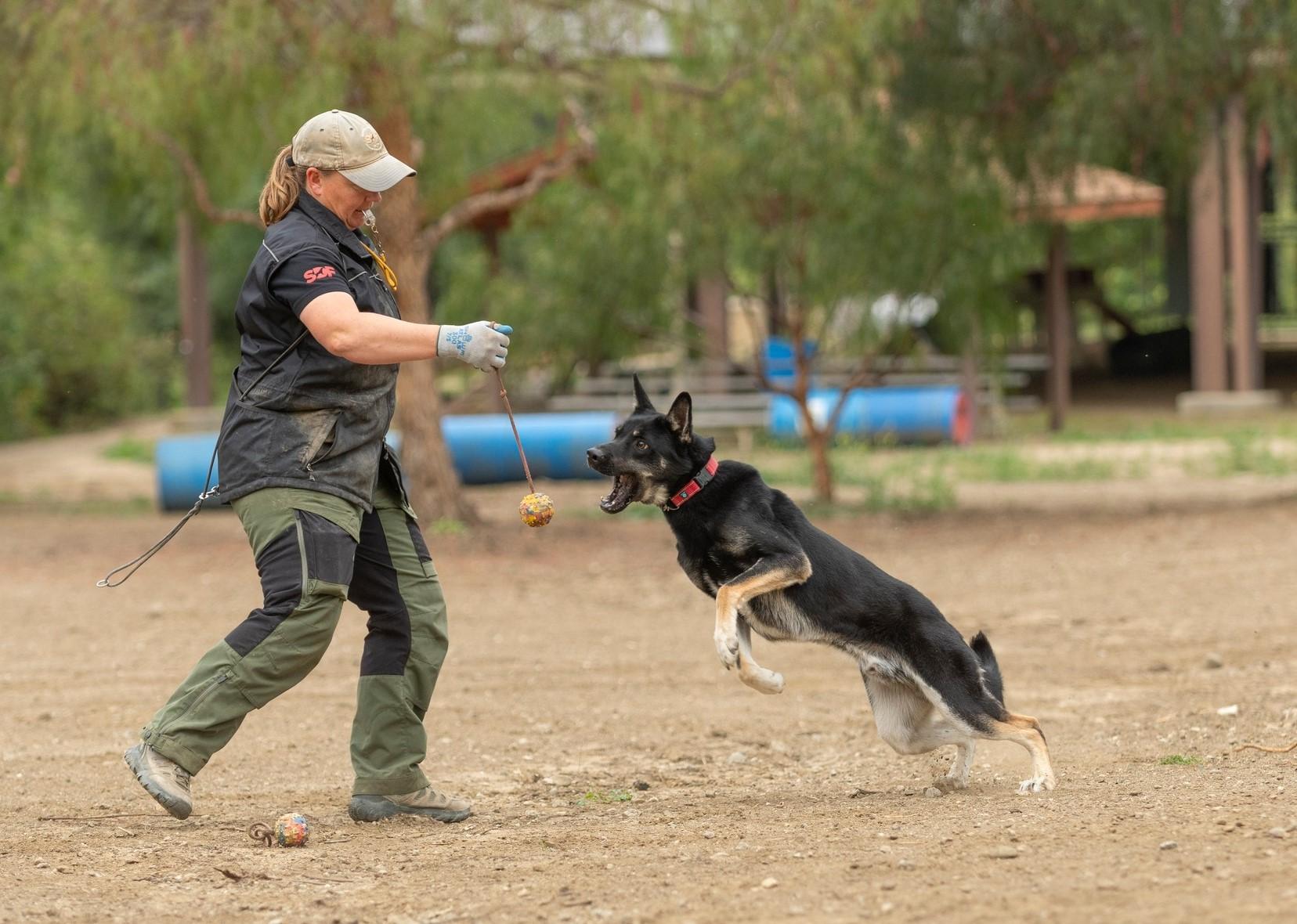 Lobo, Adopted, Young Male German Shepherd Dog & Siberian Husky.