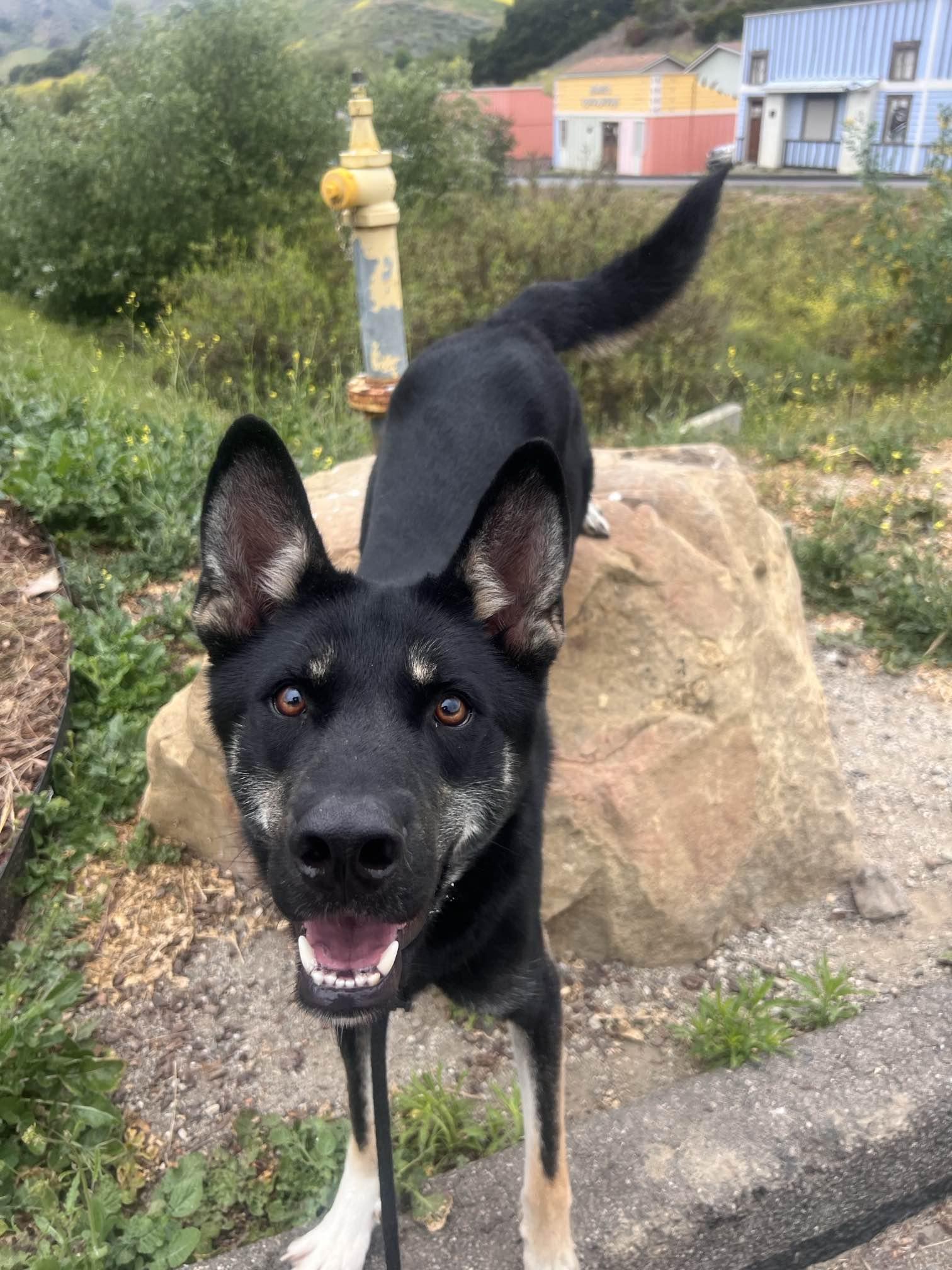 Enlarge Lobo, a Adopted mixed breed in Santa Paula, CA image 2/5