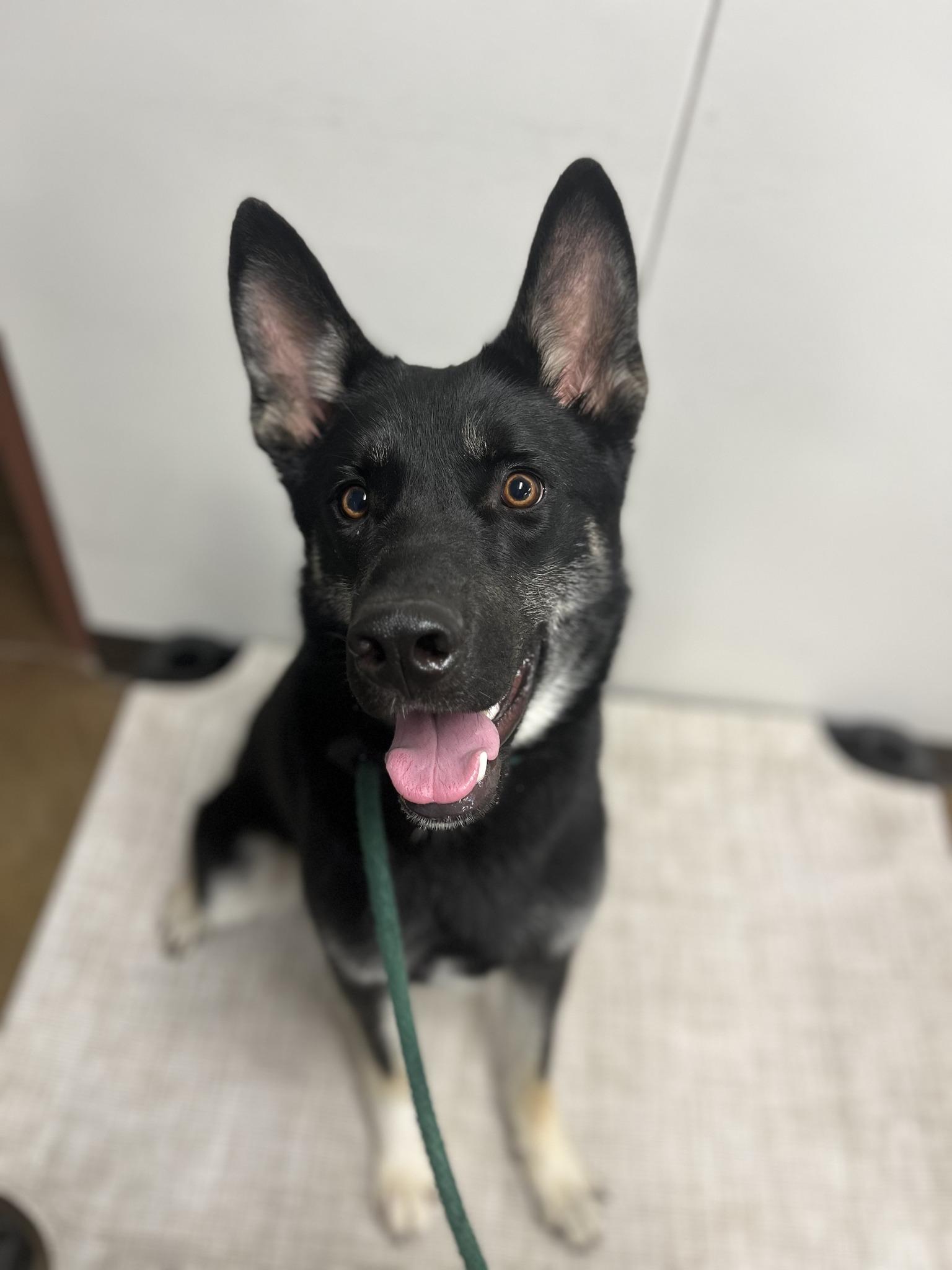 Enlarge Lobo, a Adopted mixed breed in Santa Paula, CA image 3/5