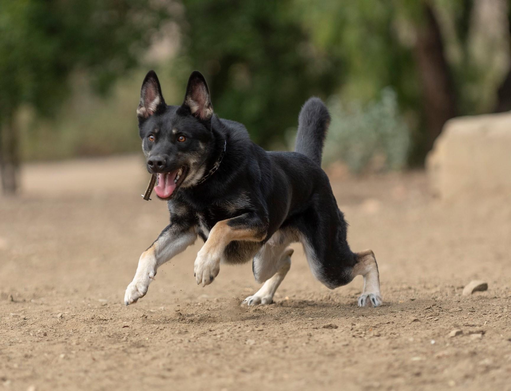 Enlarge Lobo, a Adopted mixed breed in Santa Paula, CA image 5/5
