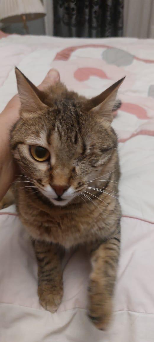 Cherry- 1 Eye, Adult Female unknown
