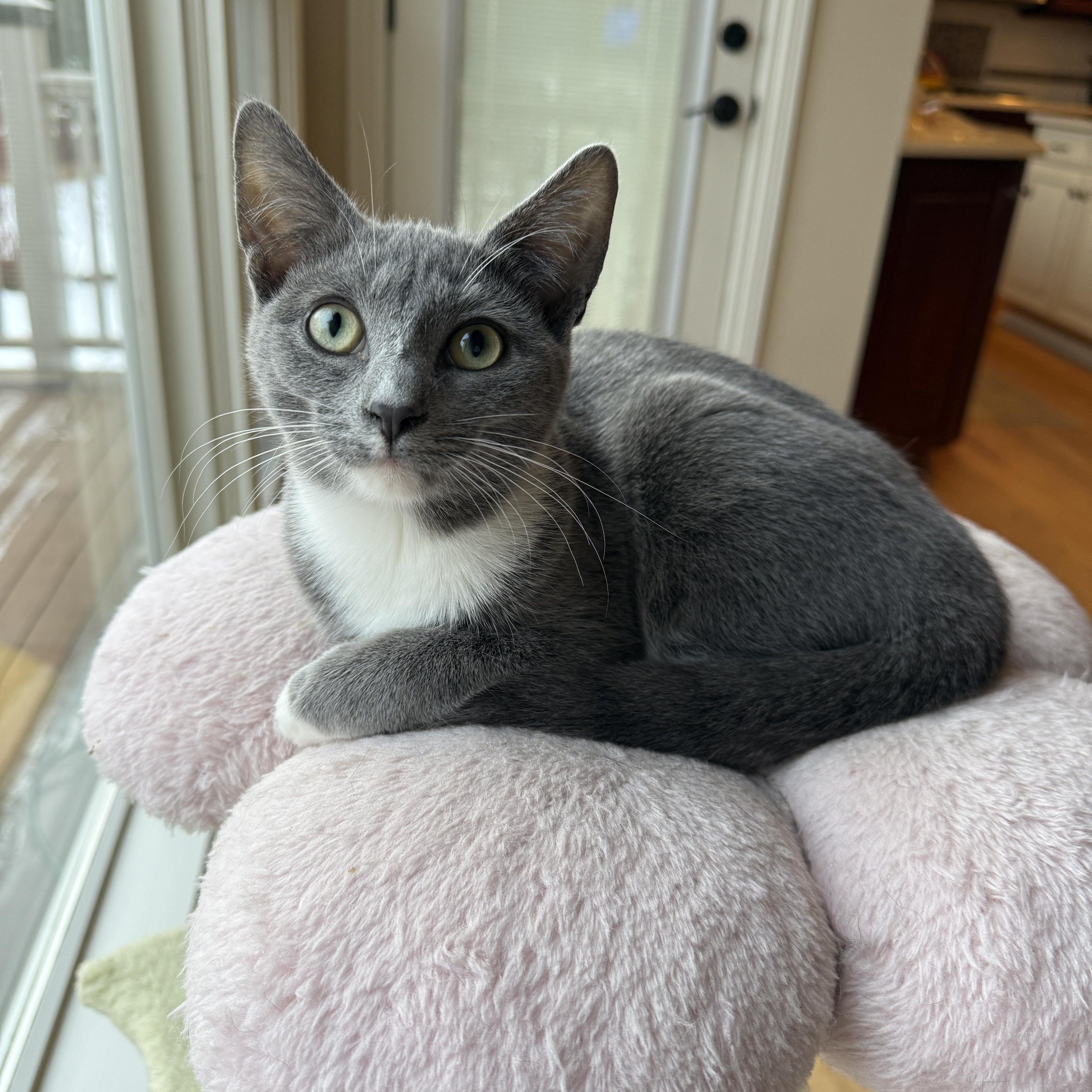 Enlarge Maine, a ADOPTABLE Domestic Short Hair in Palatine, IL image 1/1