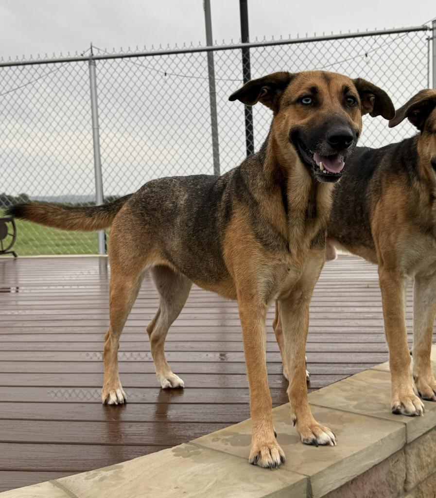 Diana, Adoptable, Young Female German Shepherd Dog & Mixed Breed.