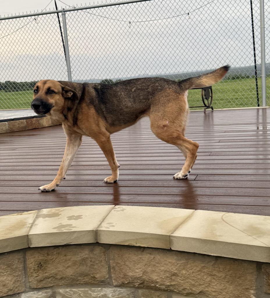 Enlarge Diana, a Adoptable mixed breed in Glen Rose, TX image 2/4