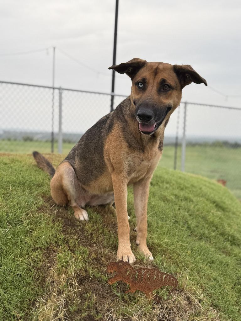 Enlarge Diana, a Adoptable mixed breed in Glen Rose, TX image 3/4