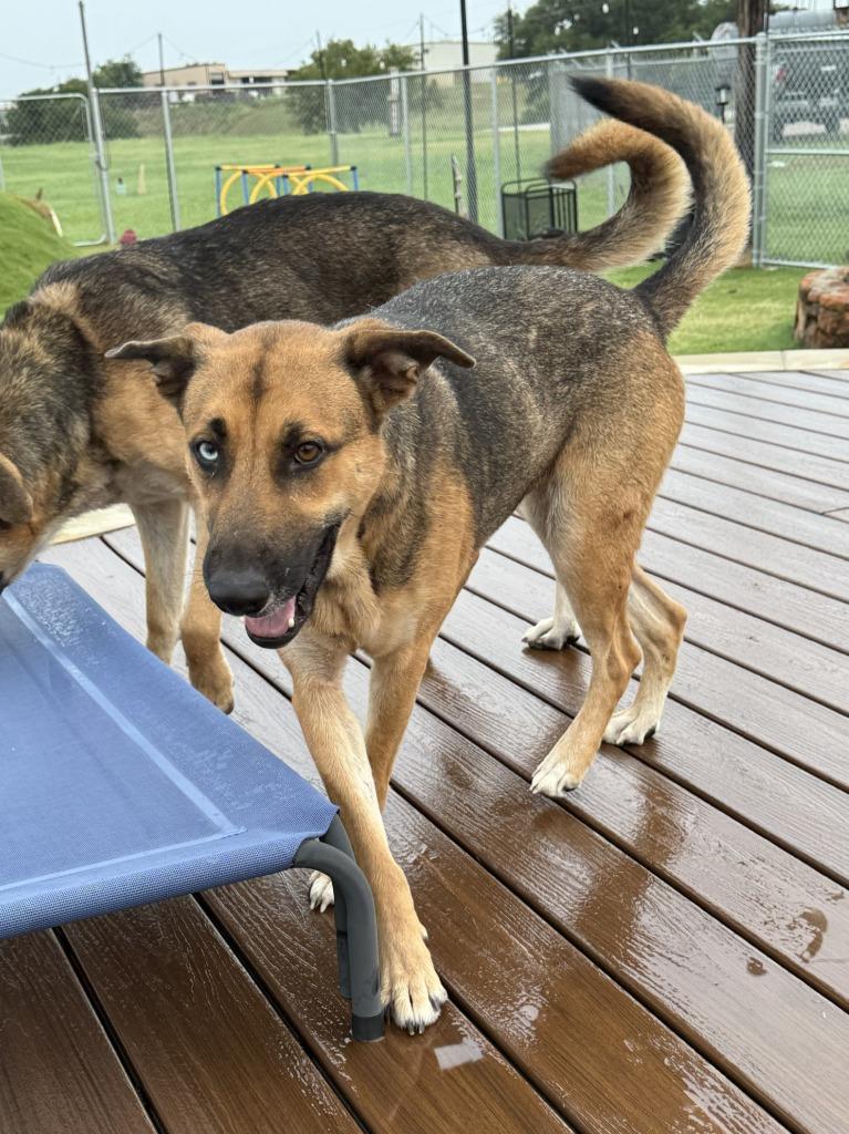 Enlarge Diana, a Adoptable mixed breed in Glen Rose, TX image 4/4