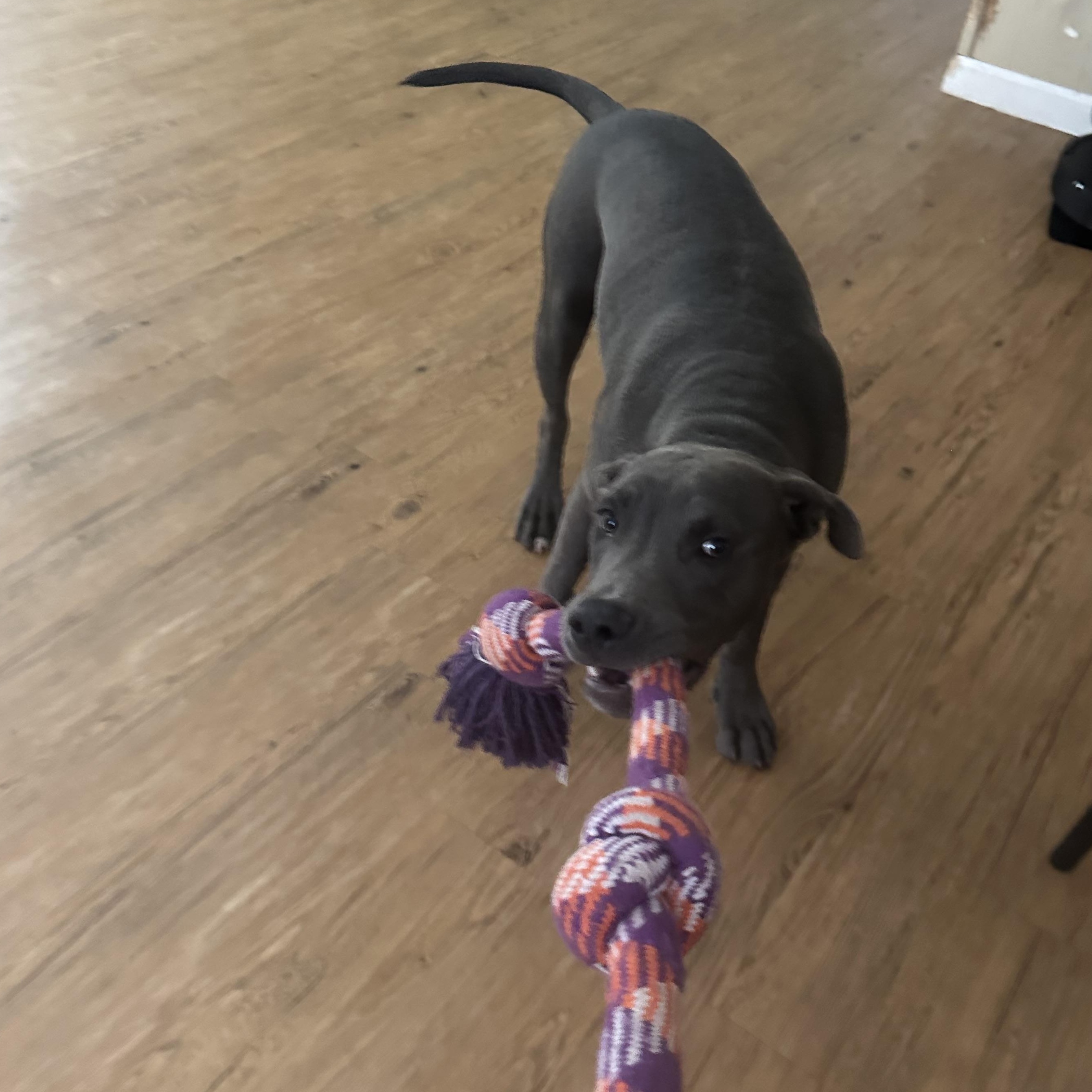 Dobby 6