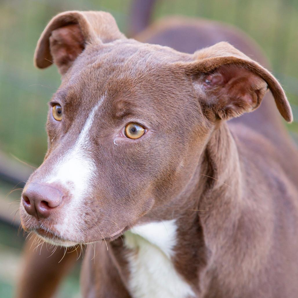 Choco Taco, Adoptable, Young Male Mixed Breed.
