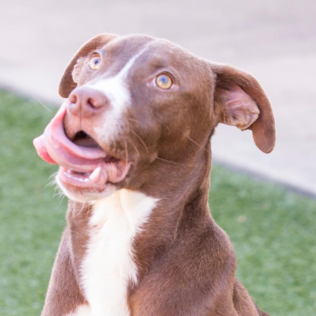 Enlarge Choco Taco, a Adoptable Mixed Breed in Cartersville, GA image 2/4