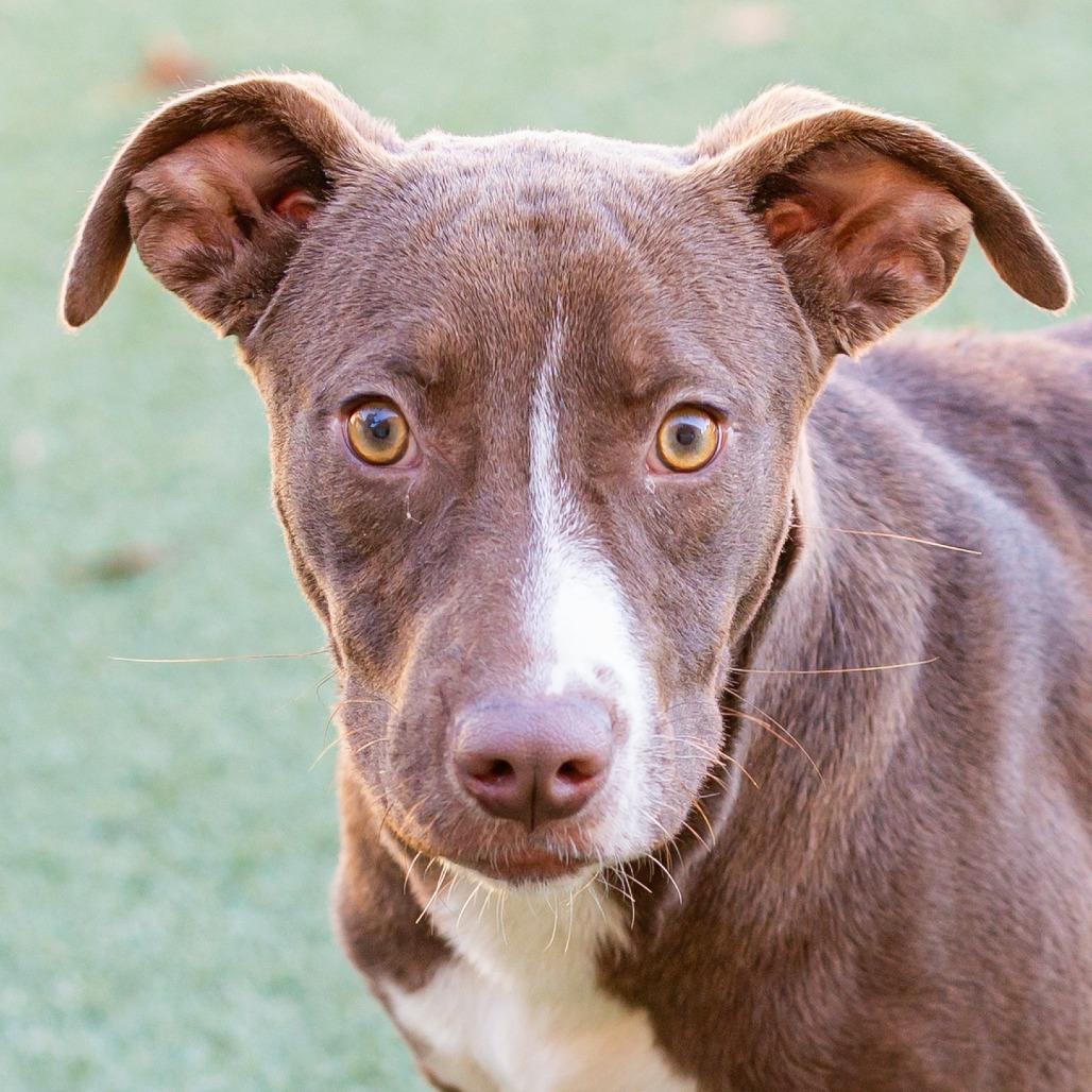 Enlarge Choco Taco, a Adoptable Mixed Breed in Cartersville, GA image 3/4